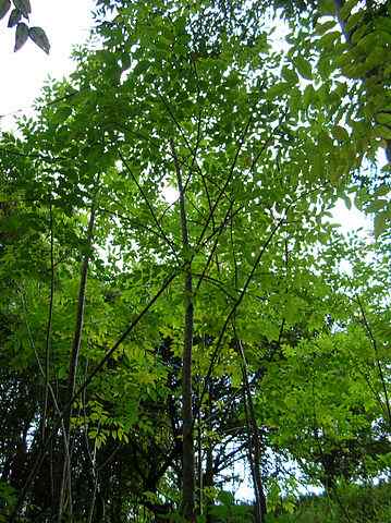 Fraxinus Uhdei -egenskaper, habitat, bruk og sykdommer