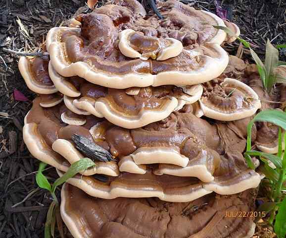 Ganoderma -kenmerken, habitat, gebruik en soorten