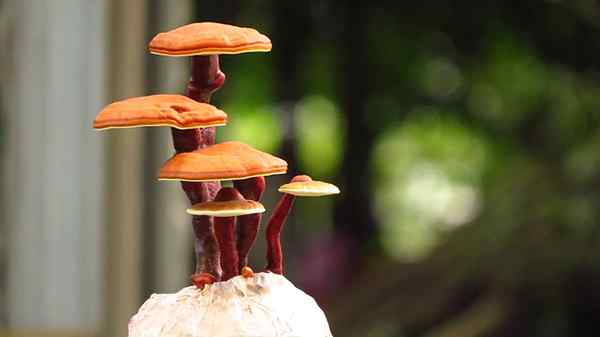 Ganoderma lucidum -kenmerken, habitat en voordelen