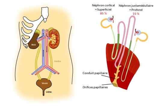 Structure des glomérules rénaux, fonctions, pathologies