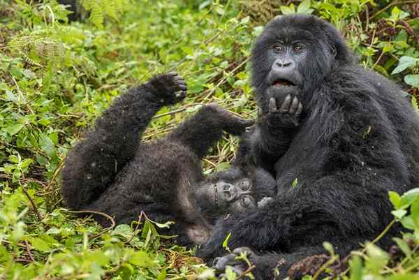 Caratteristiche del gorilla di montagna, habitat, riproduzione