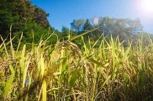 Caratteristiche, habitat, riproduzione, usi