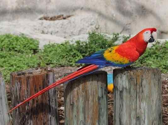 Caractéristiques du macaw rouge, danger d'extinction, habitat, reproduction