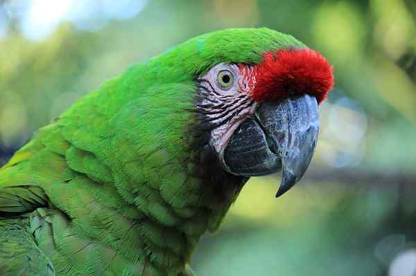 Gröna Guacamaya -egenskaper, livsmiljöer och mat