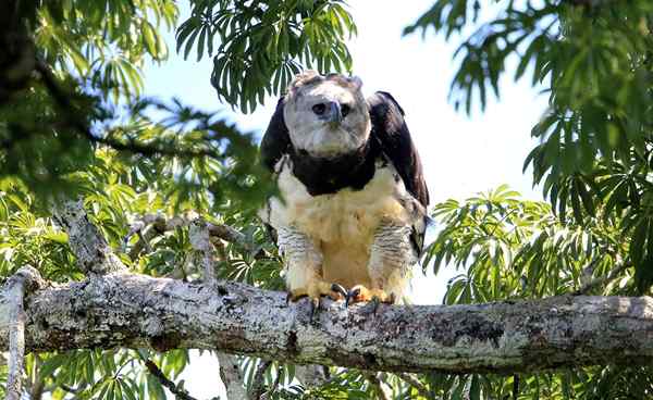 Características da Harpía, habitat, reprodução, nutrição