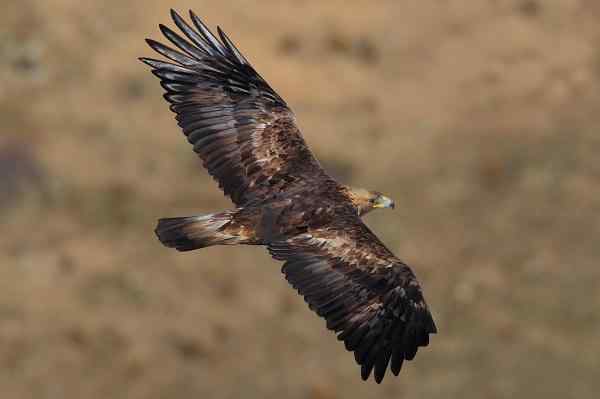 Caratteristiche del vero aquila, habitat, riproduzione, cibo