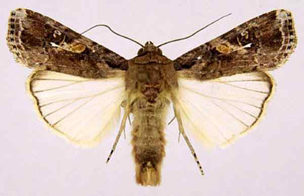 Cogollero -Wurm (Frugiperda Spodoptera) Features, Lebenszyklus