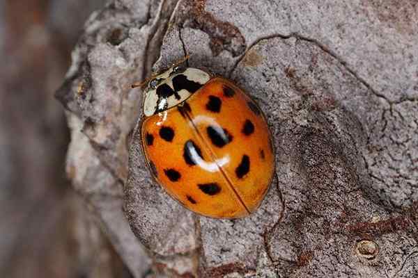 Harmonia axyridis características, ciclo de vida, habitat