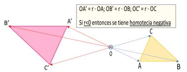 Negative Homotecia