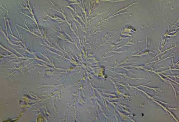 Funzioni, usi, riproduzione di funghi unicellulari