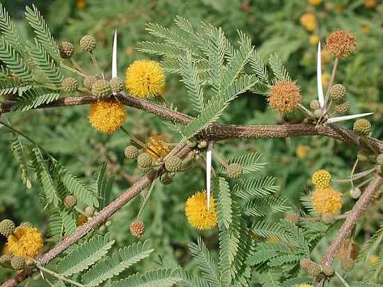 Características de Huizache, Habitat, Cuidado e Usos