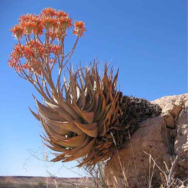 Blomsterstandstyper, deler og forskjell med blomsten