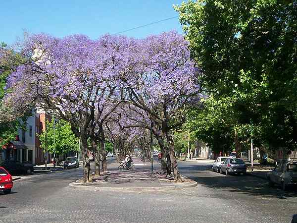 Jacaranda -kenmerken, habitat, soorten, gebruik