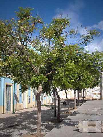 Jacaranda Mimosifolia -Eigenschaften, Lebensraum, Kultivierung