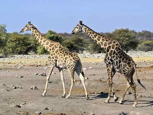 Caractéristiques de la girafe, habitat, reproduction, nourriture