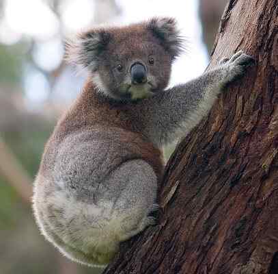 Koala -ominaisuudet, elinympäristö, lisääntyminen, ruoka