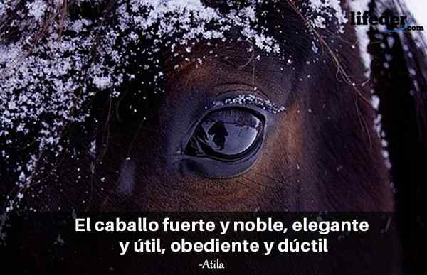 As 101 melhores frases de cavalos