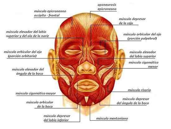 De 19 takken van de belangrijkste anatomie en wat bestuderen ze