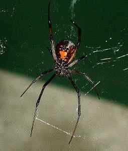 Latrodectus mactans Eigenschaften, Lebensraum, Lebensmittel