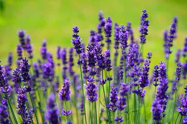 Características de Lavandula angustifolia, habitat, propriedades