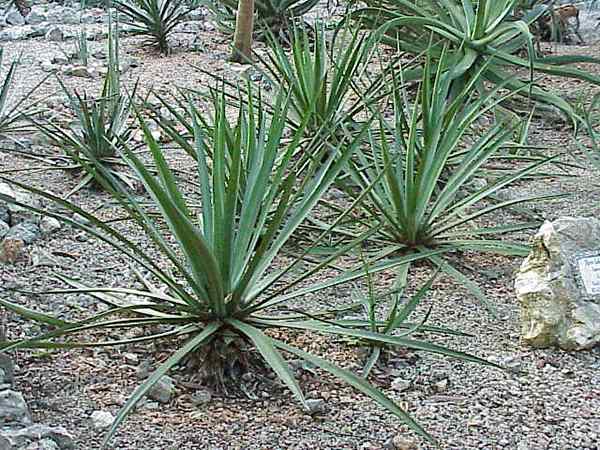 Karakteristik lechuguilla, habitat, sifat, penyakit