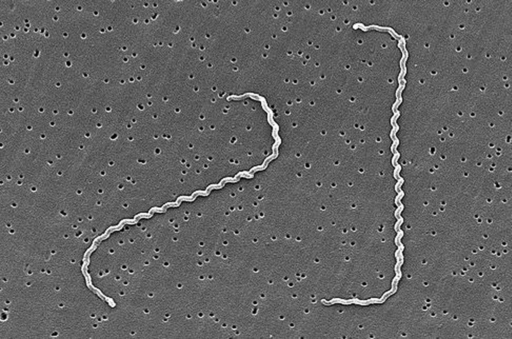 LEPTOSPIRA CARACTERÍSTICAS DE INTERROGANS, MORFOLOGIA