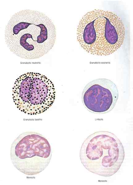 Leukocyter (vita blodkroppar) egenskaper, funktioner, typer