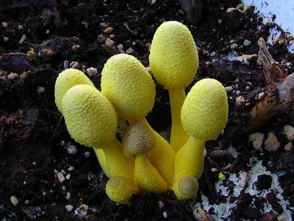 Leukocoprinus birnbaumii kenmerken, toxiciteit, controle