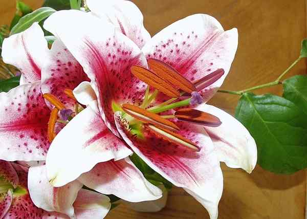 Liliaceae -Eigenschaften, Lebensraum, repräsentative Arten, verwendet