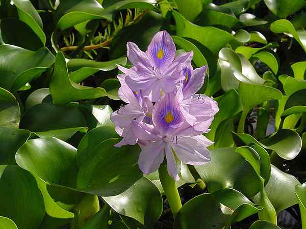 Aquatische Lilie -Eigenschaften, Lebensraum, Pflege, verwendet