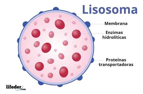 Lysosoomien ominaisuudet, rakenne, toiminnot ja tyypit