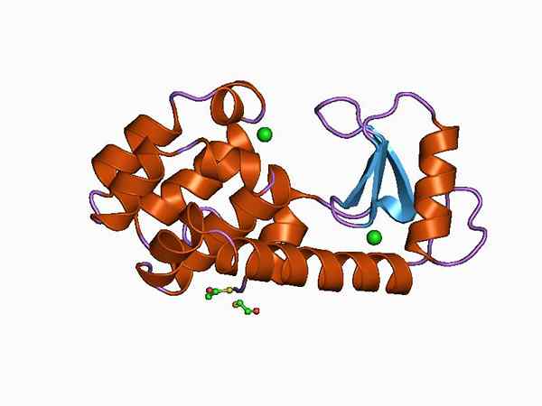 Caractéristiques, structure, fonctions des smozymes