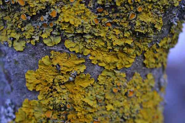 Caractéristiques, types et lichens d'espèce