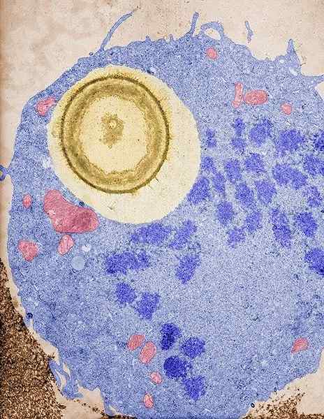 Caractéristiques des macrophages, formation, types, fonctions