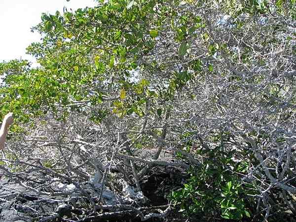 Hvite mangrovefunksjoner, habitat, taksonomi, bruker