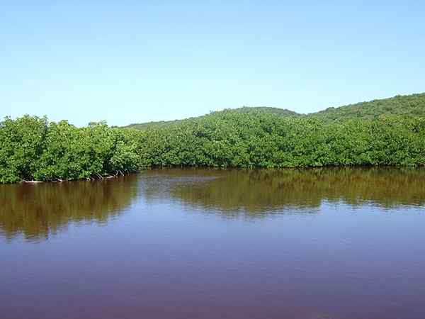 Rote Mangrovenmerkmale, Lebensraum, Kultur, Vorteile