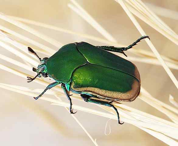 Caratteristiche del Maggio, habitat, riproduzione, controllo biologico