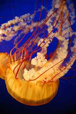 Caractéristiques de méduse, morphologie, habitat, reproduction