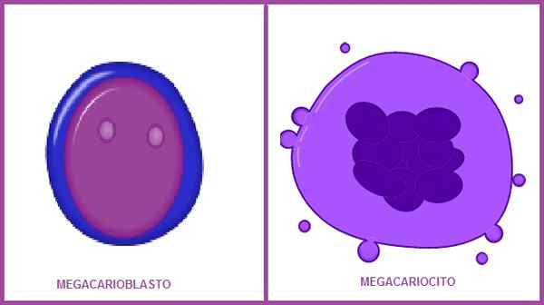 Megacarioblastegenskaper, funktion, histologi