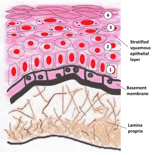 Basal membranaegenskaper, struktur og funksjoner