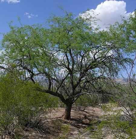 Características da mesquita, habitat, cultivo, cuidado