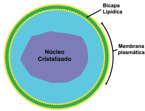 Microcuerpos -Eigenschaften, Funktionen und Beispiele