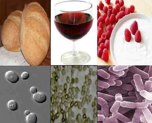 Les micro-organismes les plus utilisés dans le secteur alimentaire