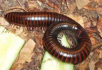 Características de milpiés, tipos, habitat, comida