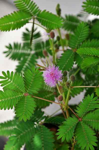 Značilnosti Mimosa pudice, habitat, lastnosti, gojenje