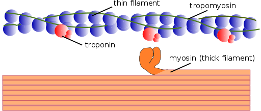 Rodzaje miofilamentów, struktura i organizacja