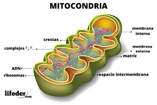 Mitokondrier