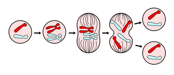 Phases, caractéristiques, fonctions et organismes de la mitose