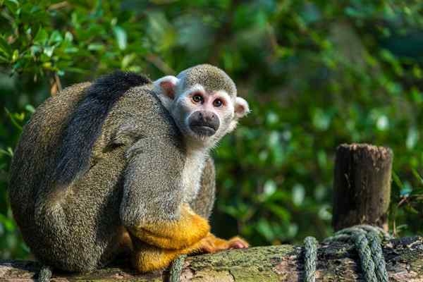 Características comuns de macacos de esquilo, habitat, comida