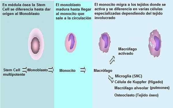 Caractéristiques monoblastes, morphologie, fonctions